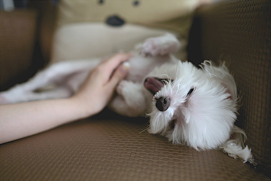 Pet owner giving a dog a belly rub