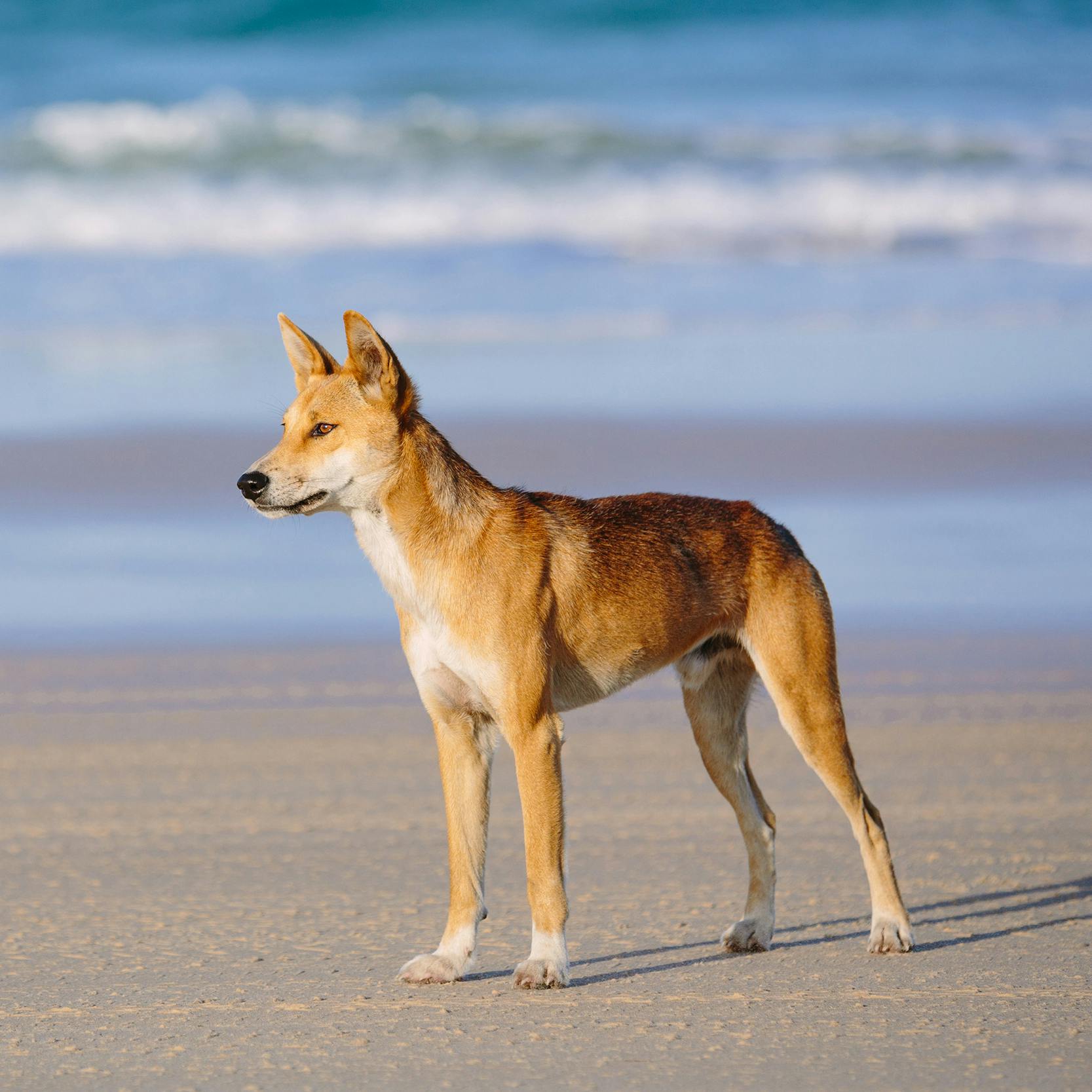 Tan color dog on the beach