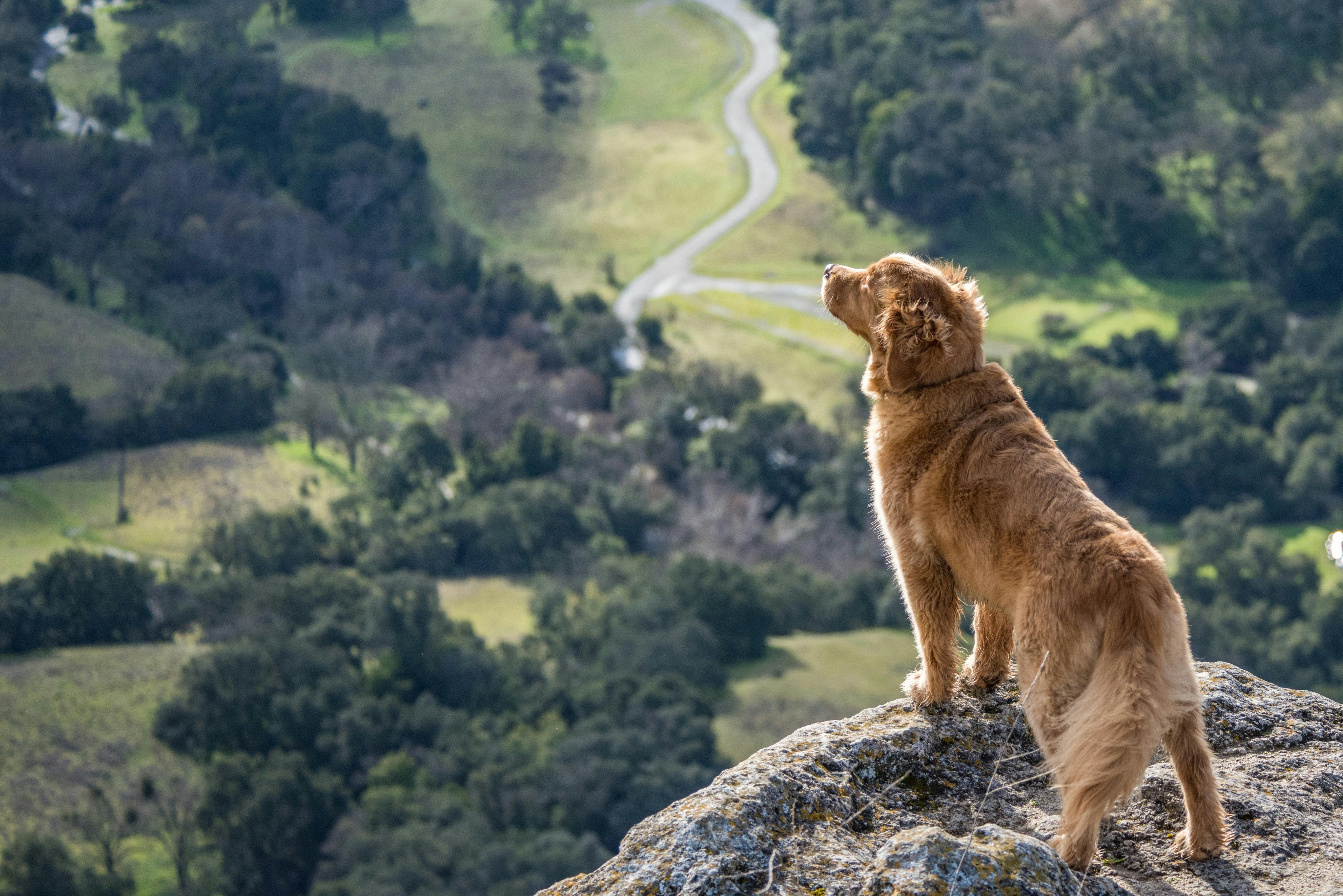Golden Retriever standing on a cliff overlooking a valley.