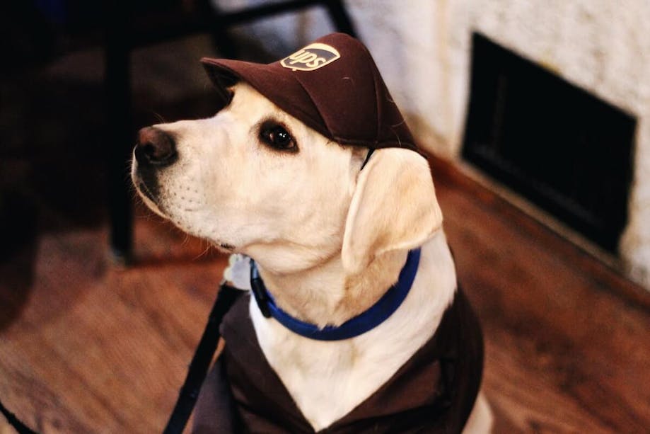 Dog in UPS guy Halloween costume