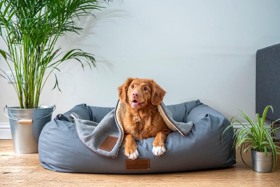 Dog lying in bed at home