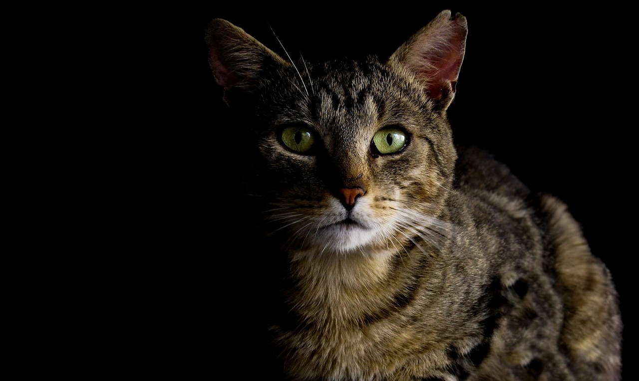 do dogs have better night vision than cats