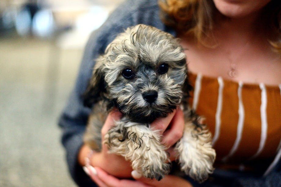 Woman holding puppy dog