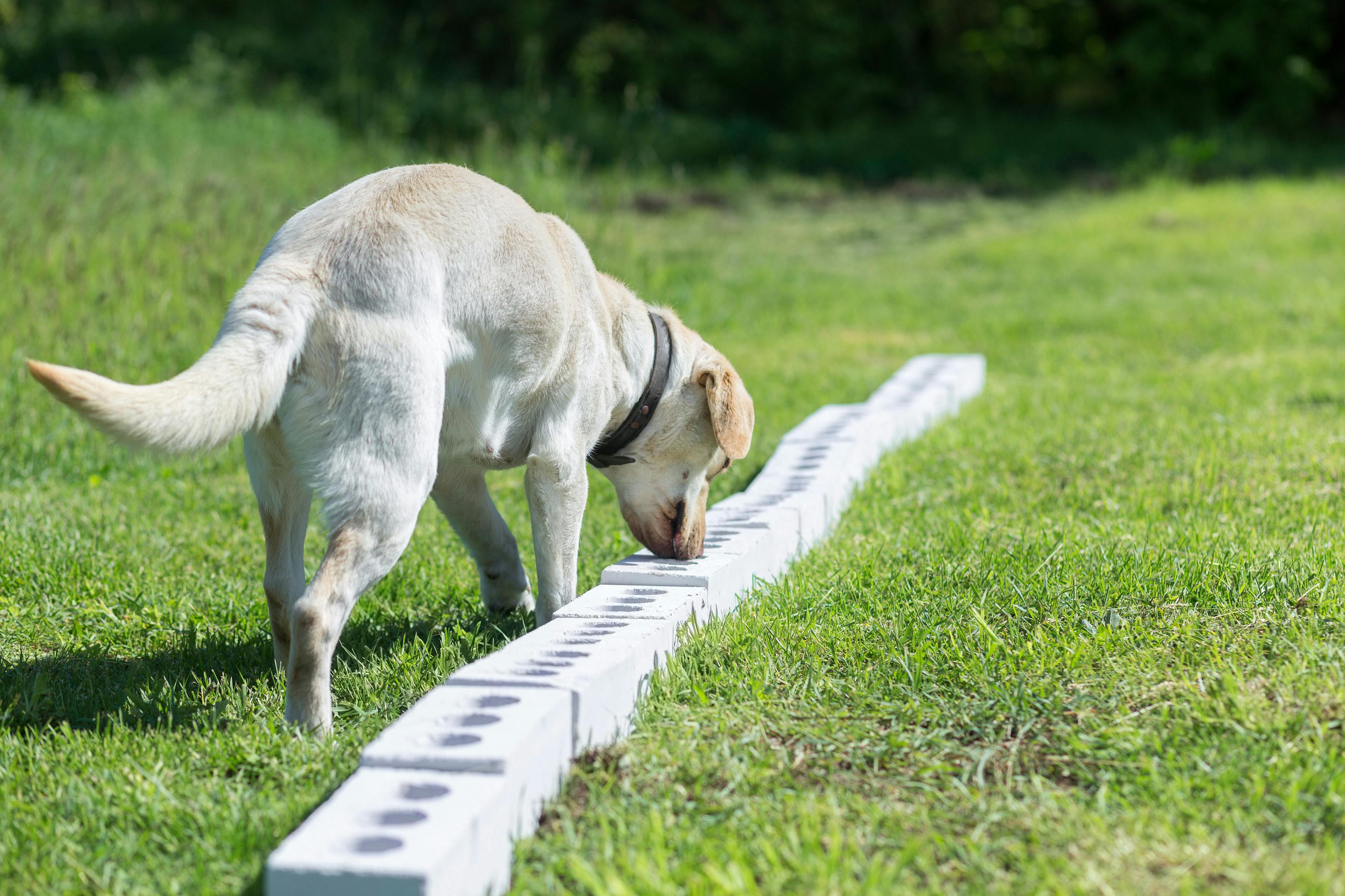 Labrador sniffing a line-up of nosework boxes.