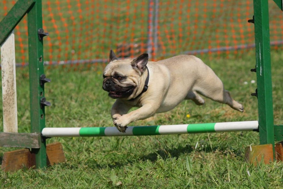 Pug jumping over a bar in an obstacle course