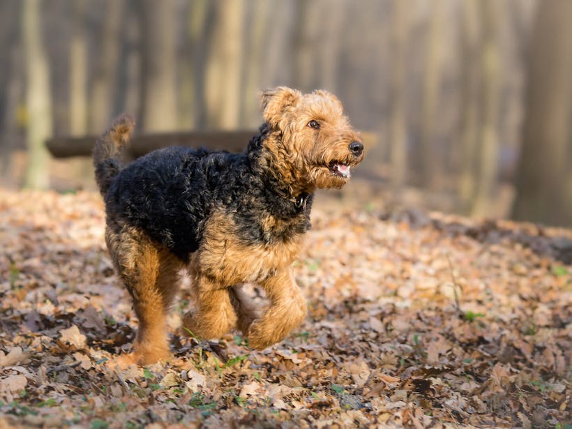 Airedale Terrier running through leaves