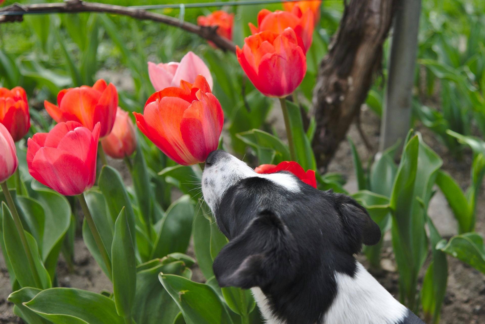 Dog smelling red tulip flower