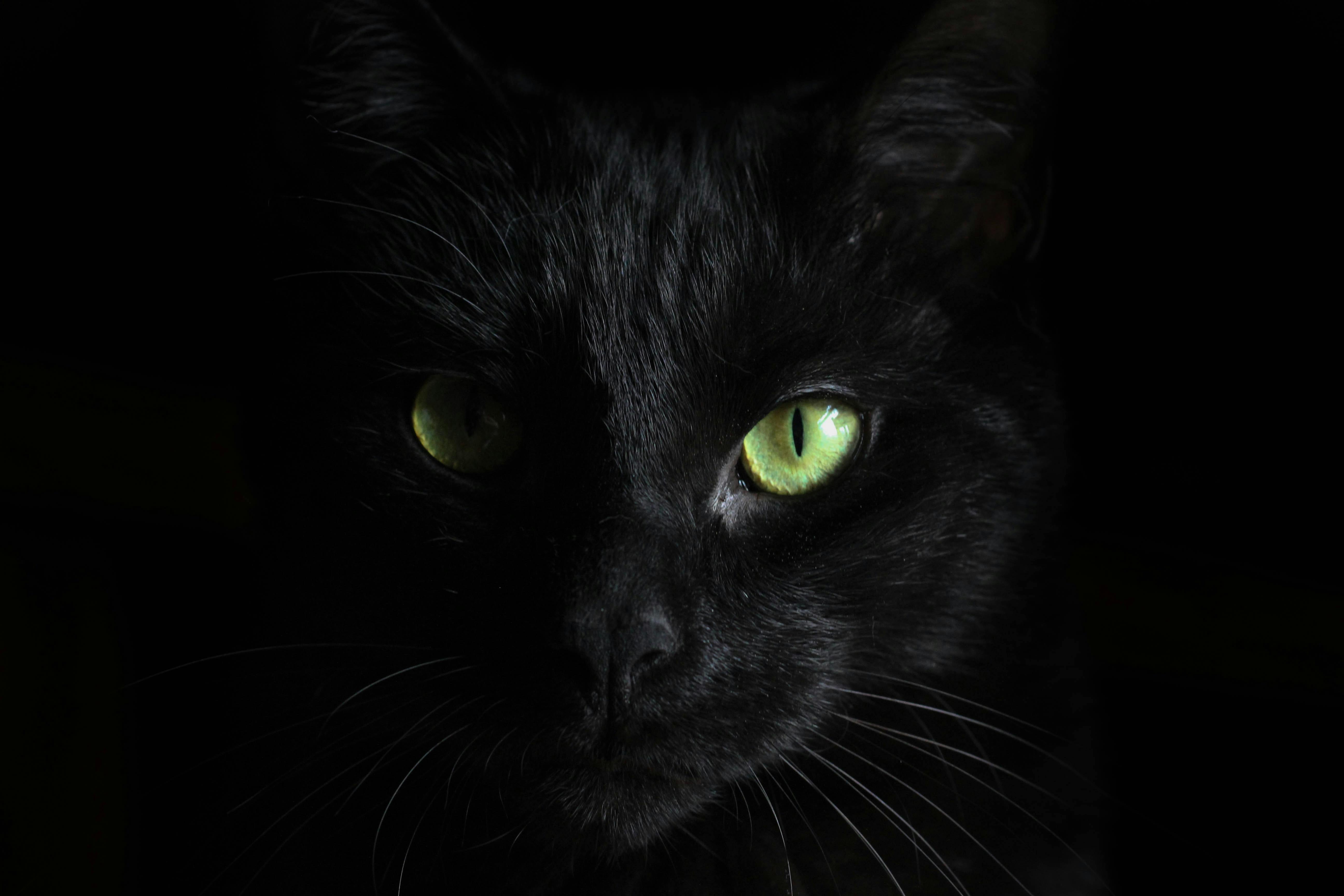 Close up of black cat face against black background.