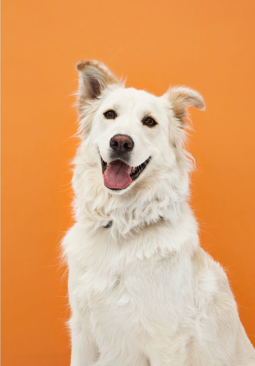 A smiling white dog looking at the camera.