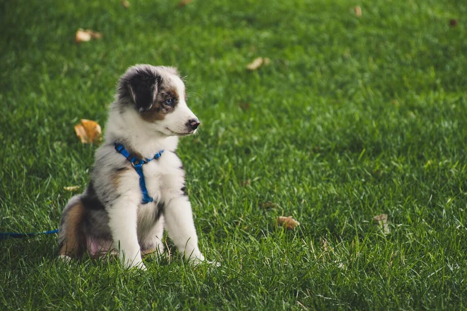 Puppy wearing a harness in a yard