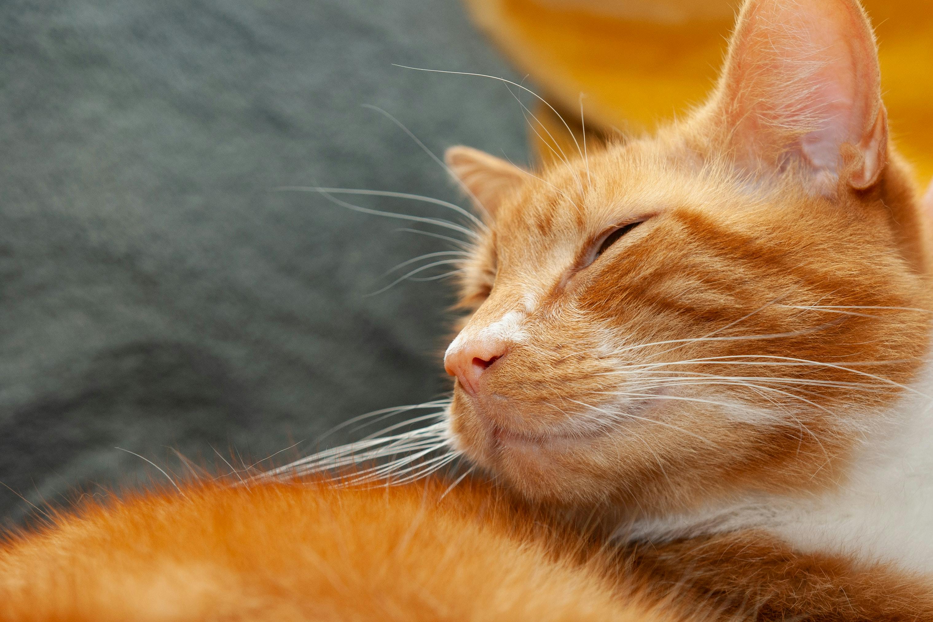 Orange cat with their eyes closed