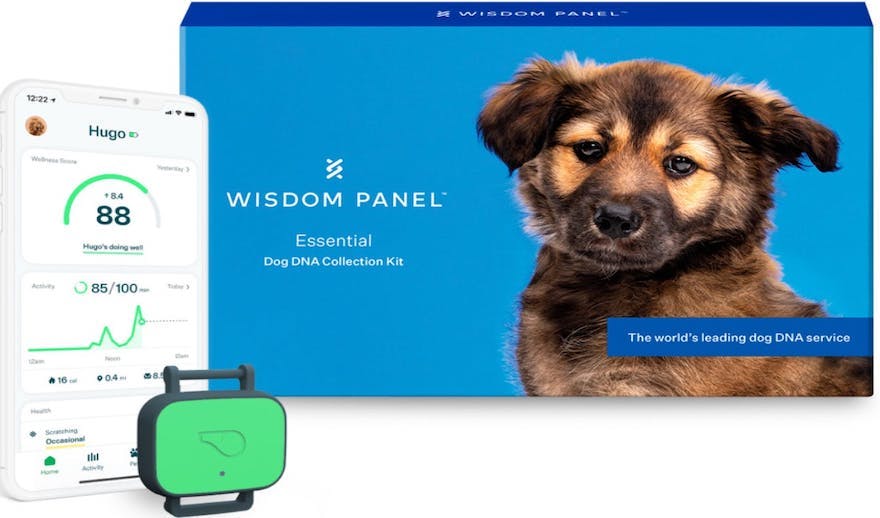 Wisdom Panel Essential DNA kit and Whistle Health Bundle