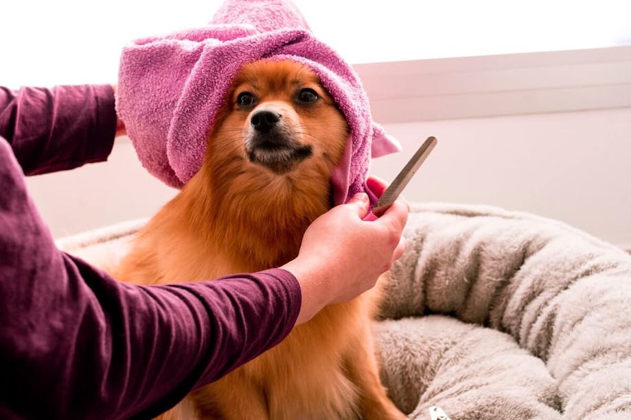 Pet owner grooming her dog at home