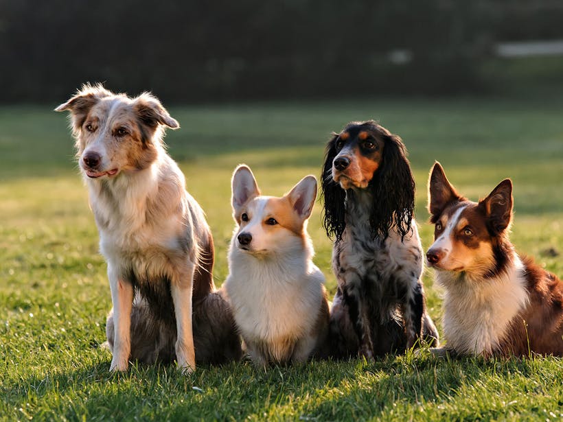 Four dogs sitting on the green grass