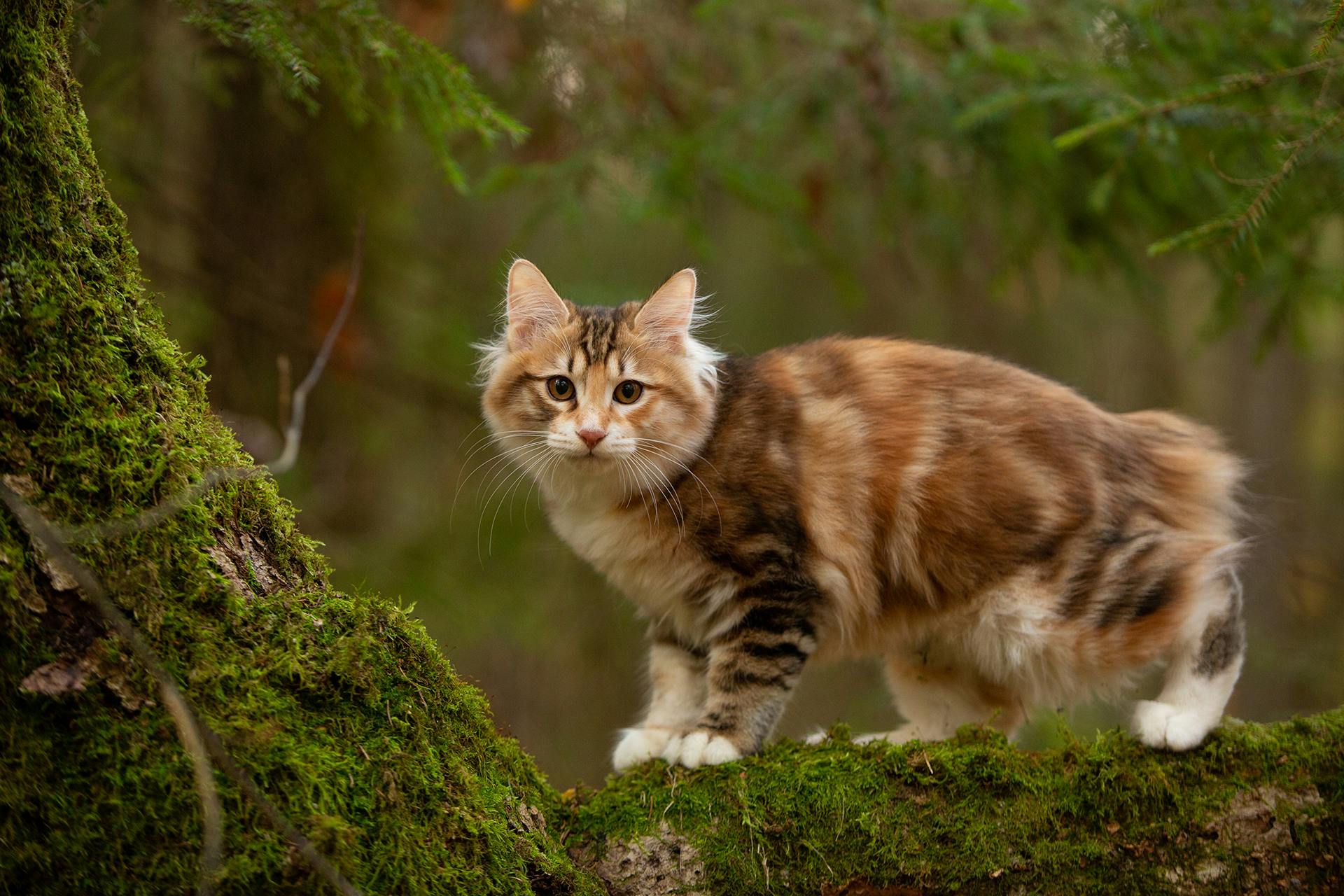 Kuriliean Bobtail standing on a moss-covered tree branch.