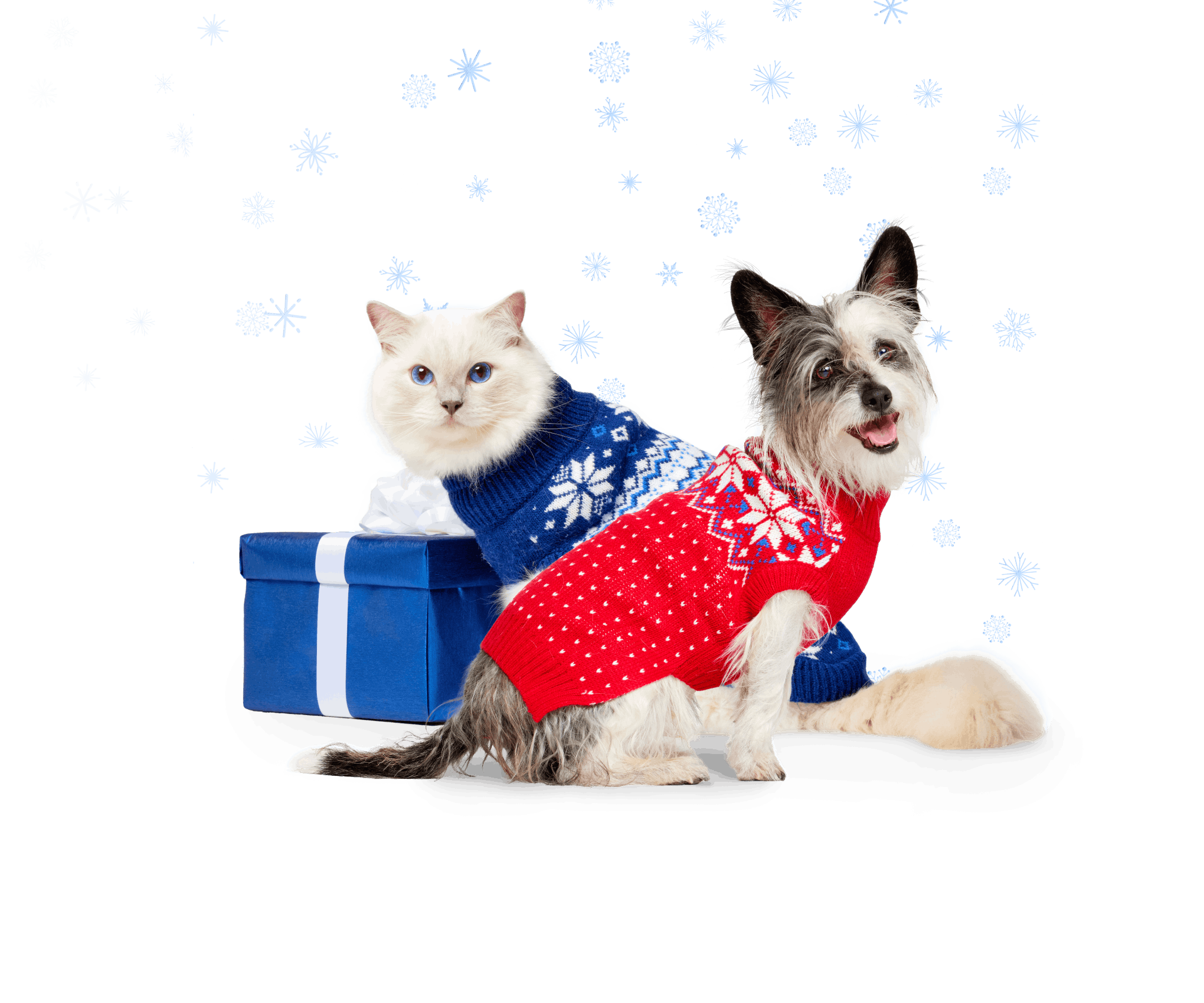 A dog and a cat in holiday sweaters next to a present box