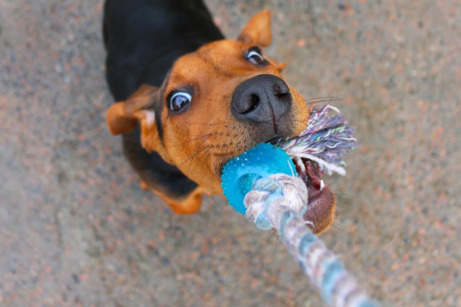 Dog playing tug-of-war with owner