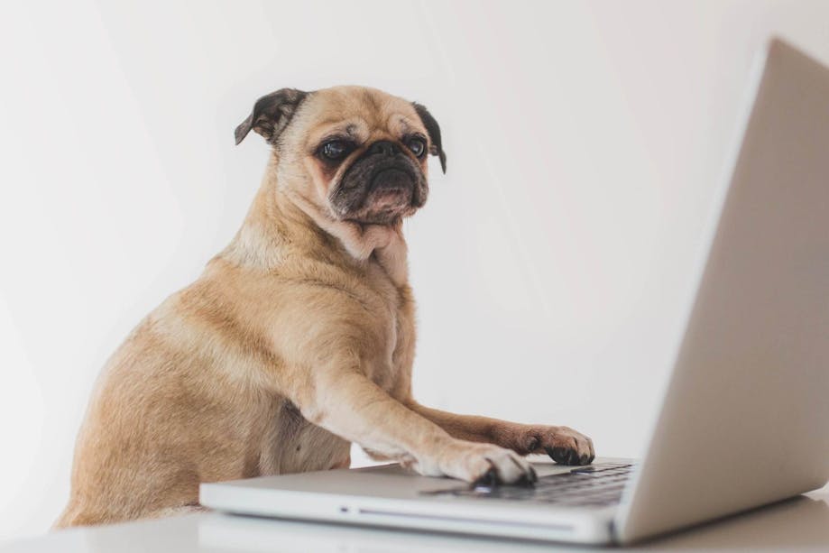 Dog working on a laptop