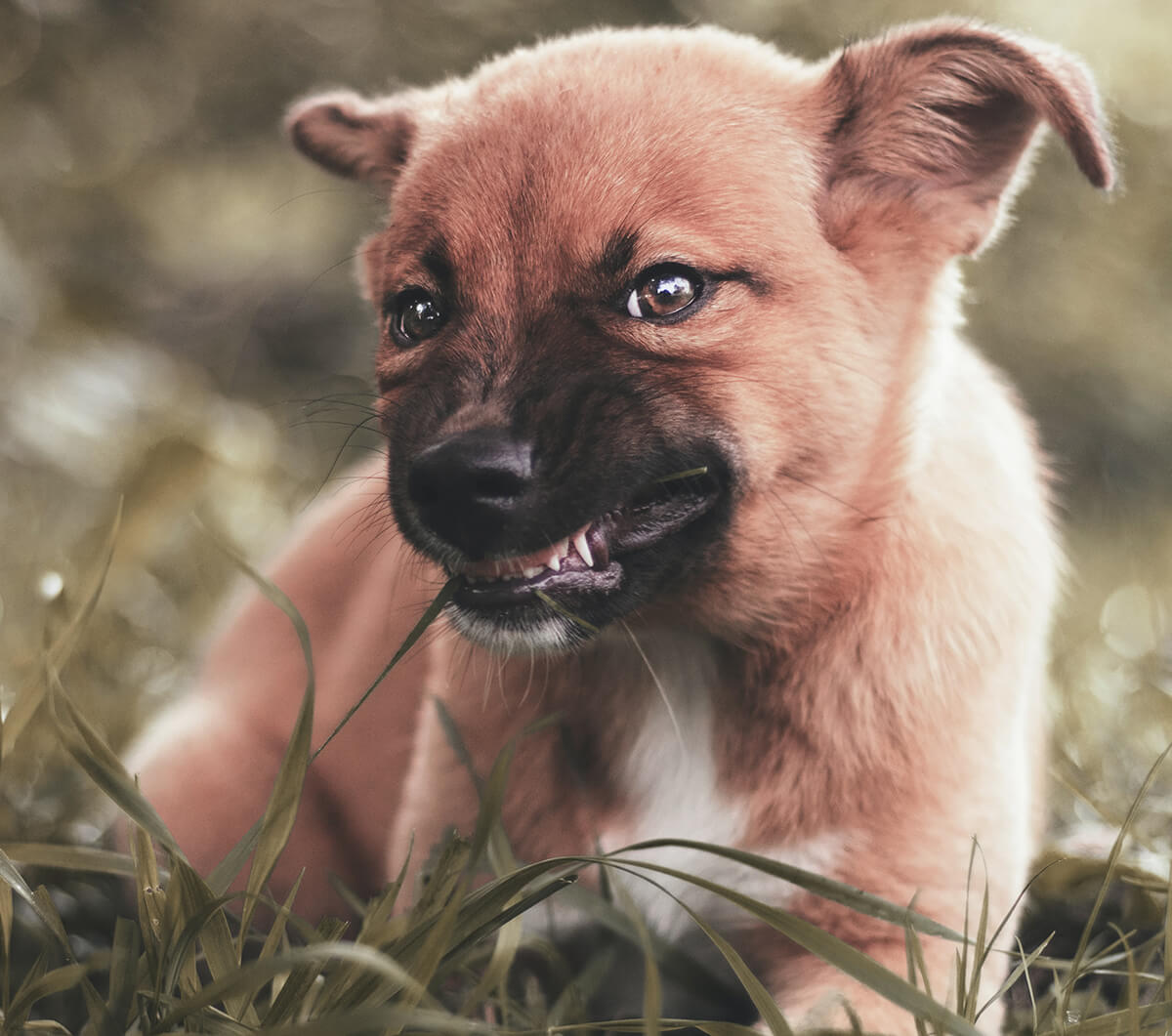 Dog aggressively hot sale eating grass