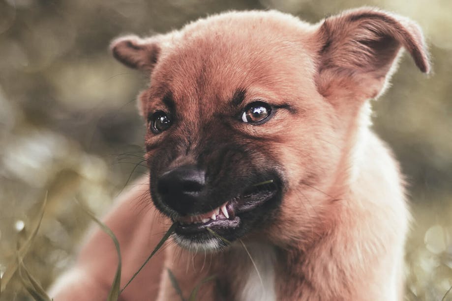 Dog eating grass