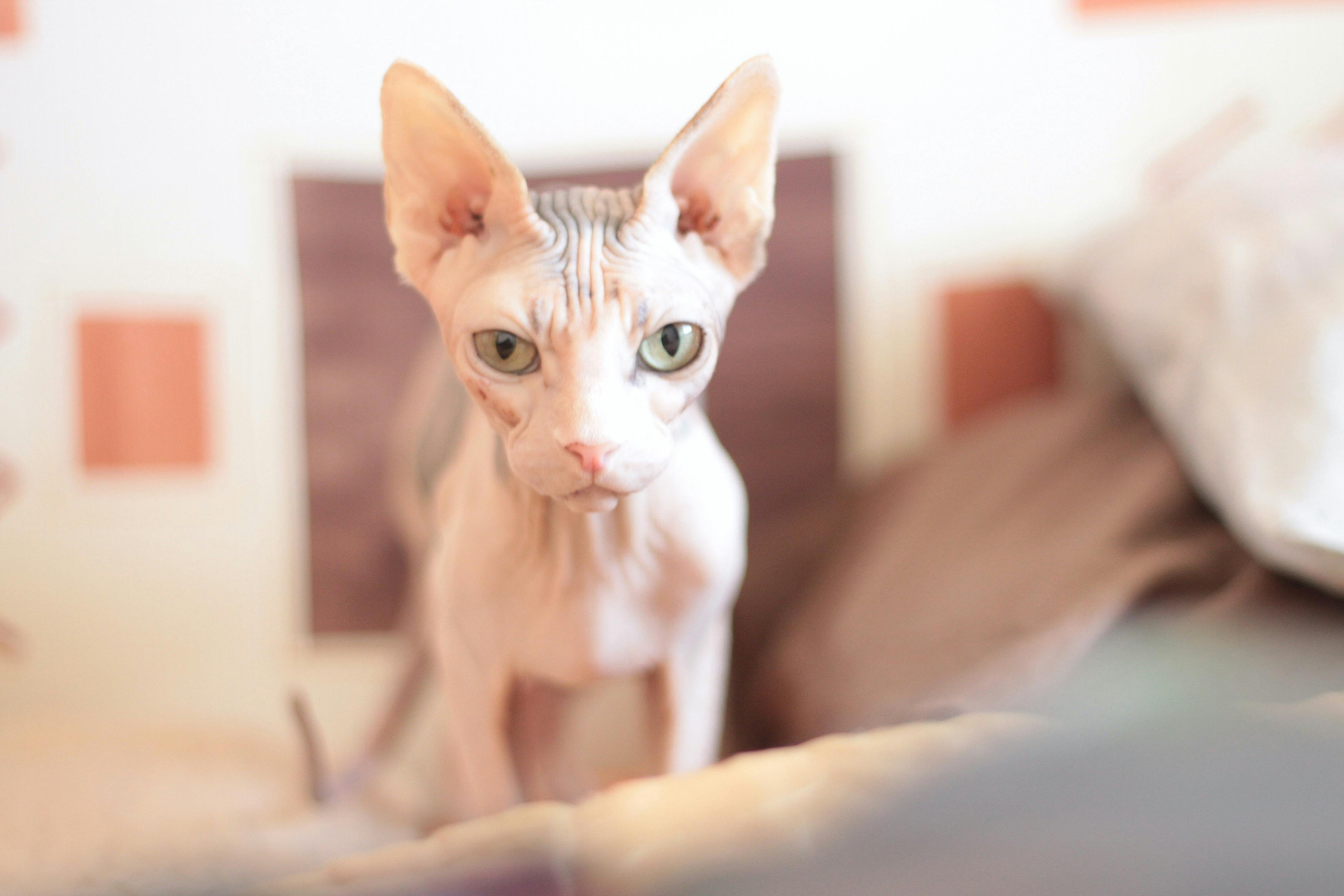 Sphynx cat