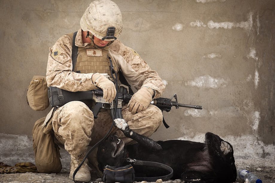 Solider playing with dog