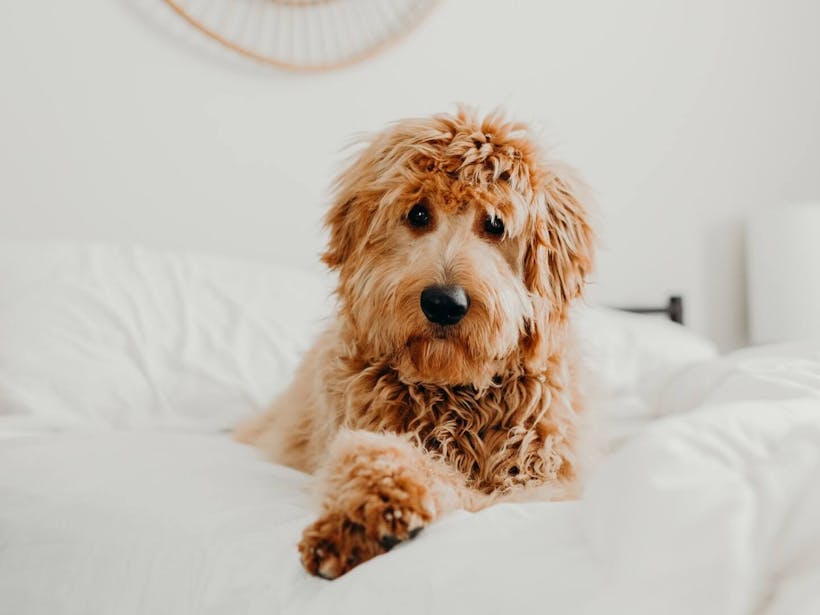Goldendoodle lying on a white bed