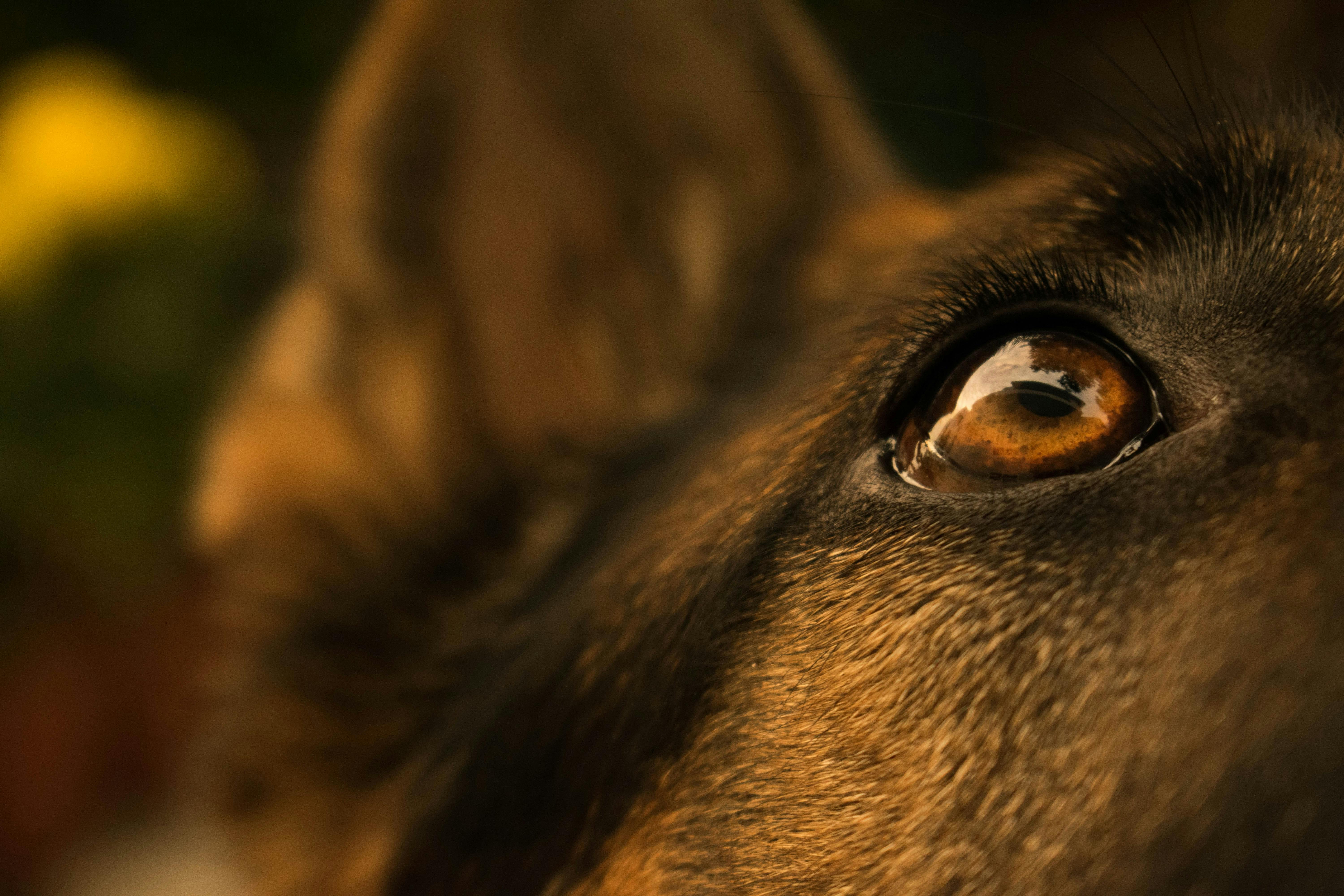 Close-up of a dog's eye.