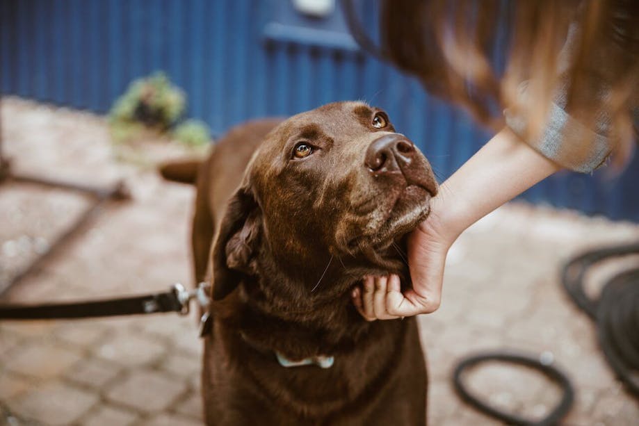 Woman petting a Chocolate Lab