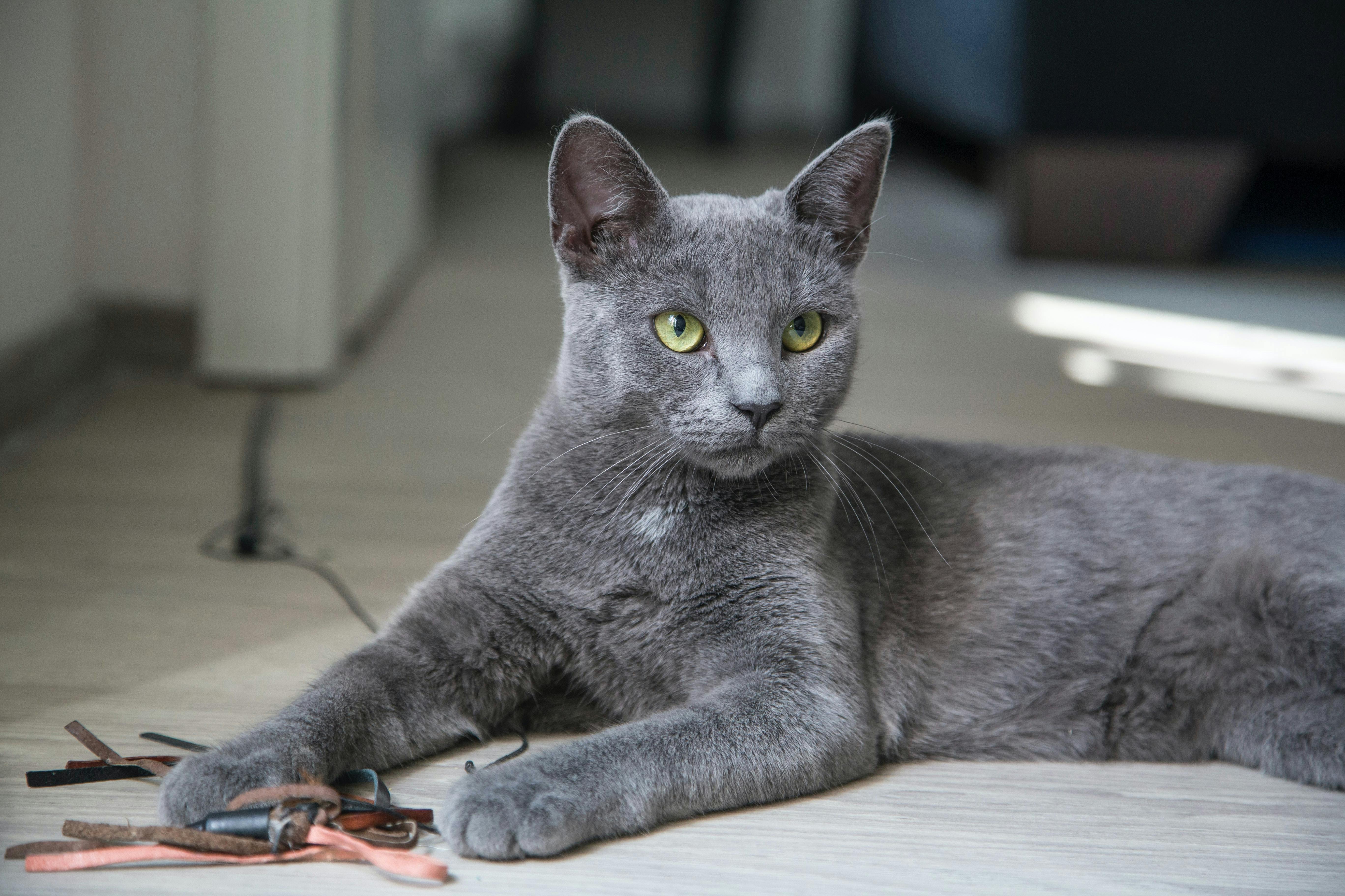 Grey cat lying on the floor with a toy.