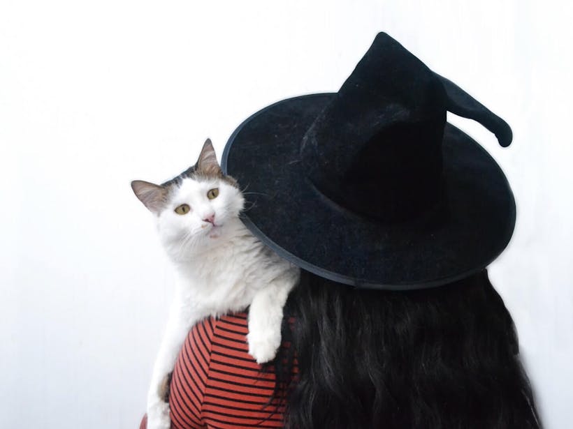 Cat with spooky hat