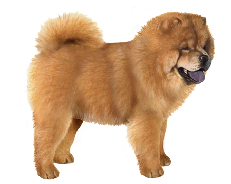 Chow Chow animation