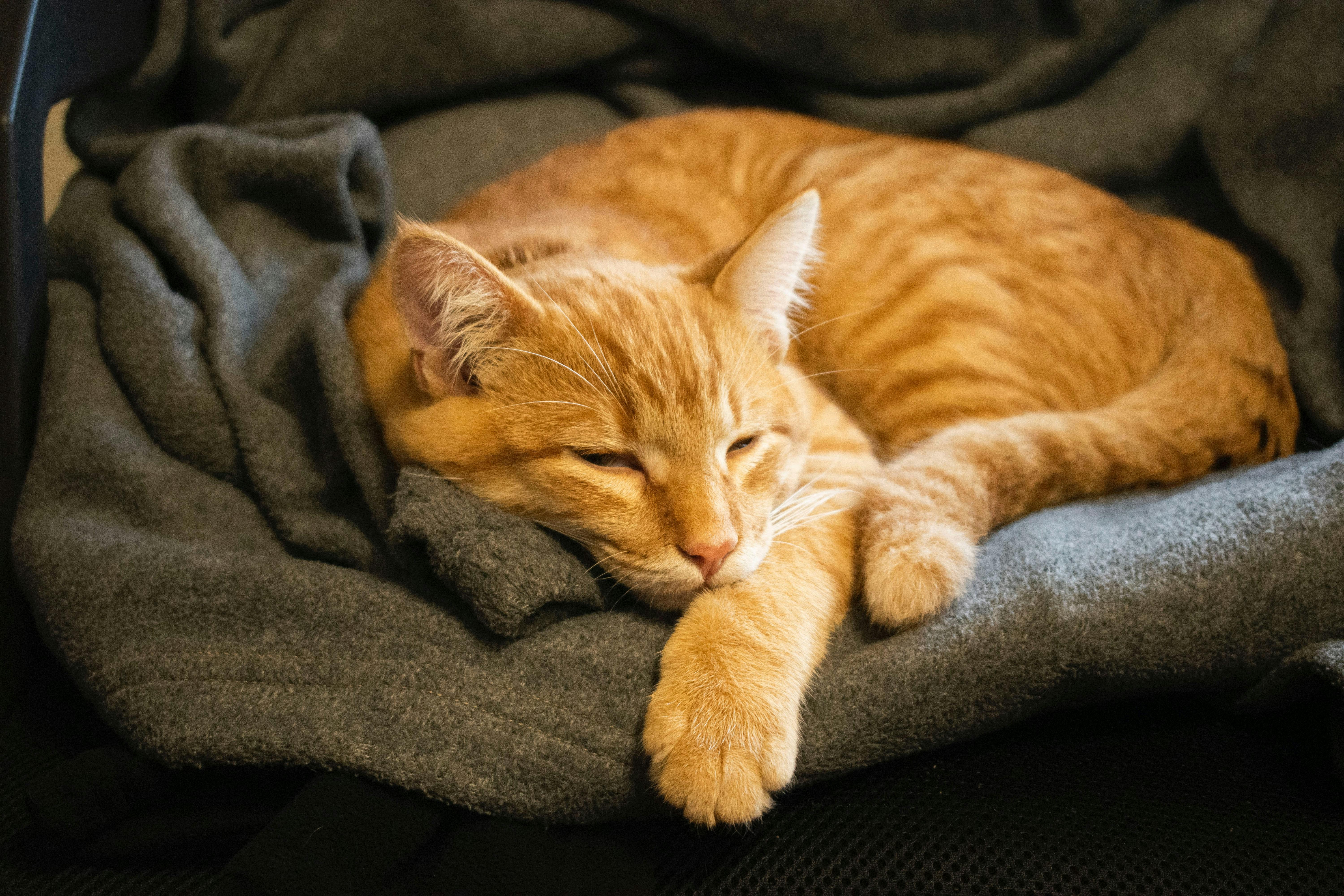 Orange cat lying on a grey blanket.