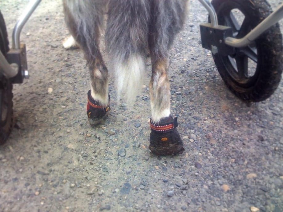 Close-up of booties worn by a dog with degenerative myelopathy