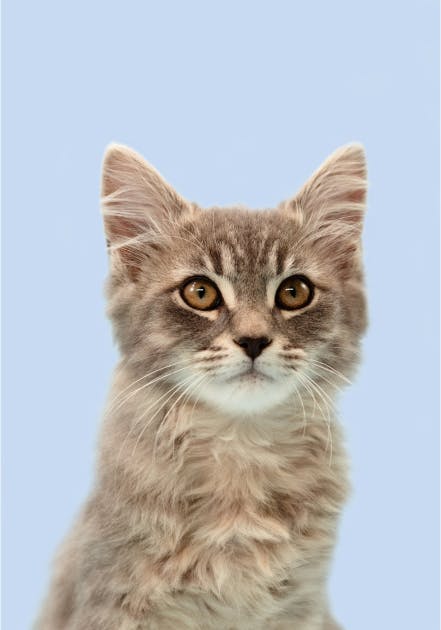 A kitten's portrait
