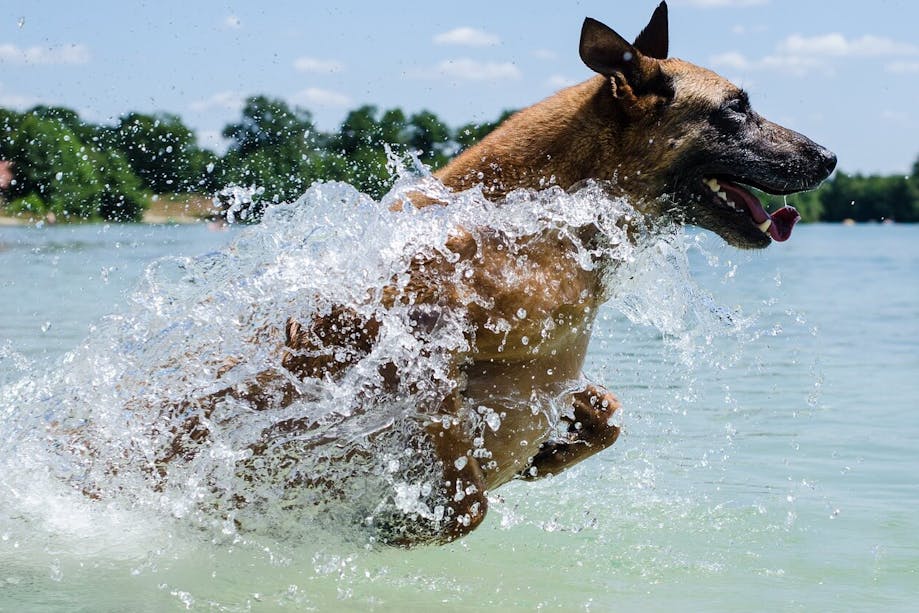 Dog splashing in the water