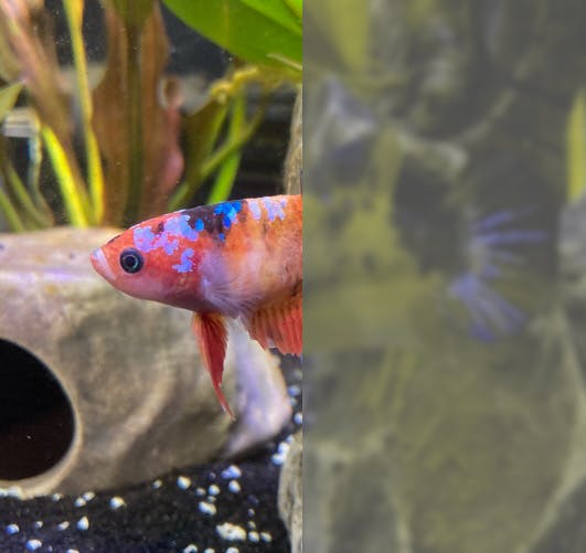 Split screen of a photo of a fish showing how humans see color vs dogs.