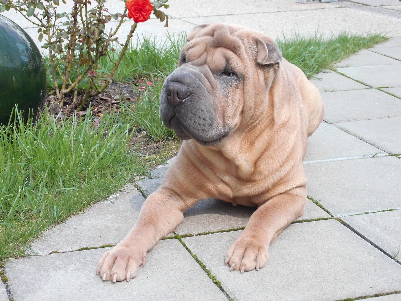 Shar Pei laying on a patio.