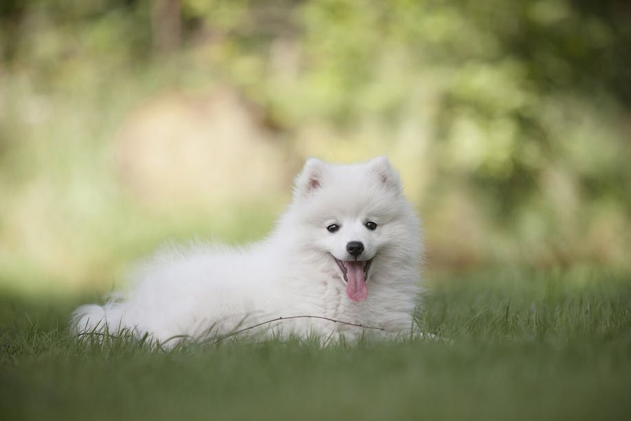 All-white dog lying in the grass