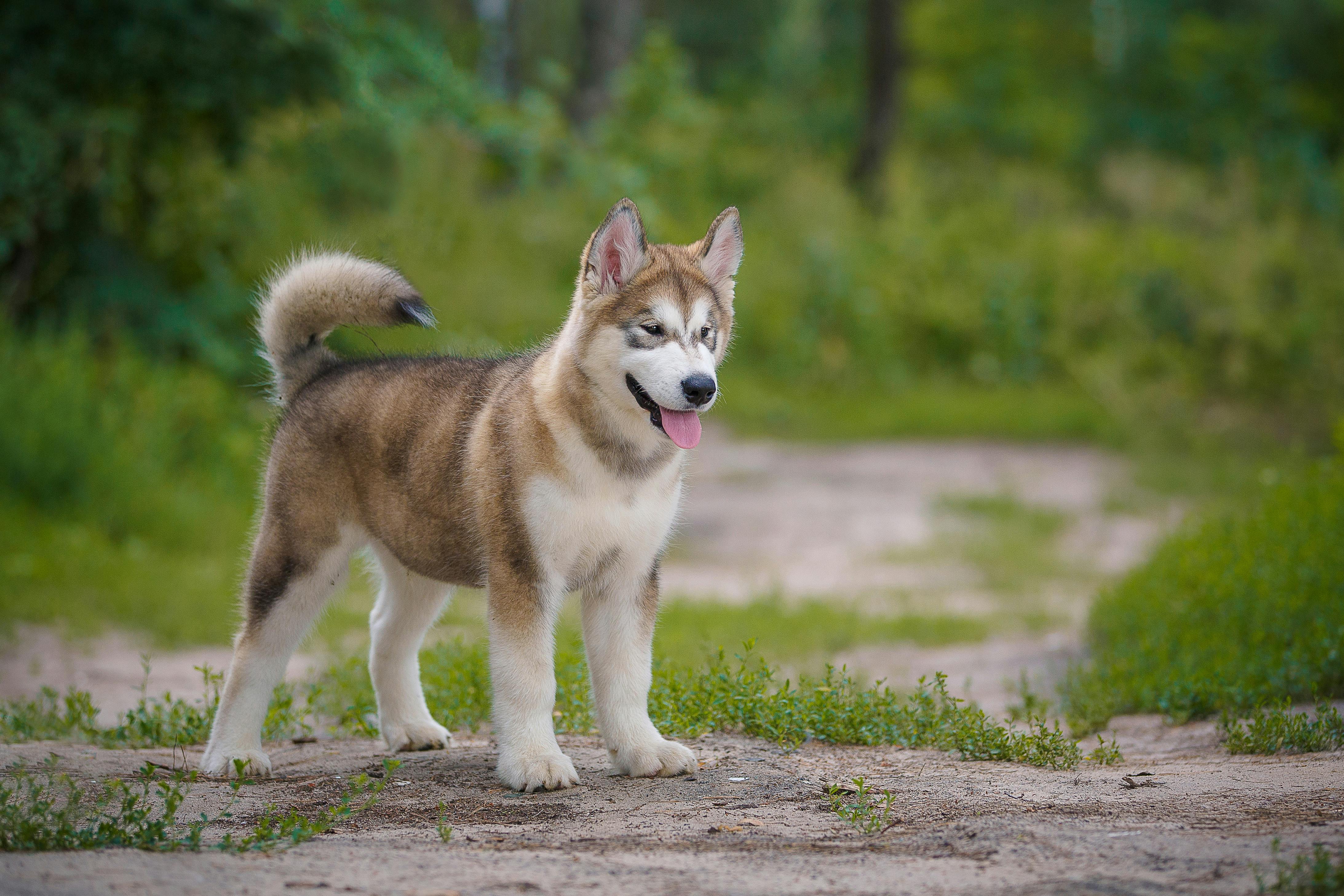 Light brown husky puppy standing outside