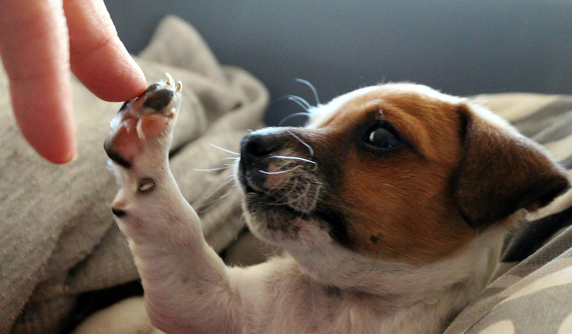Brown and white puppy touching a person's finger with its paw.
