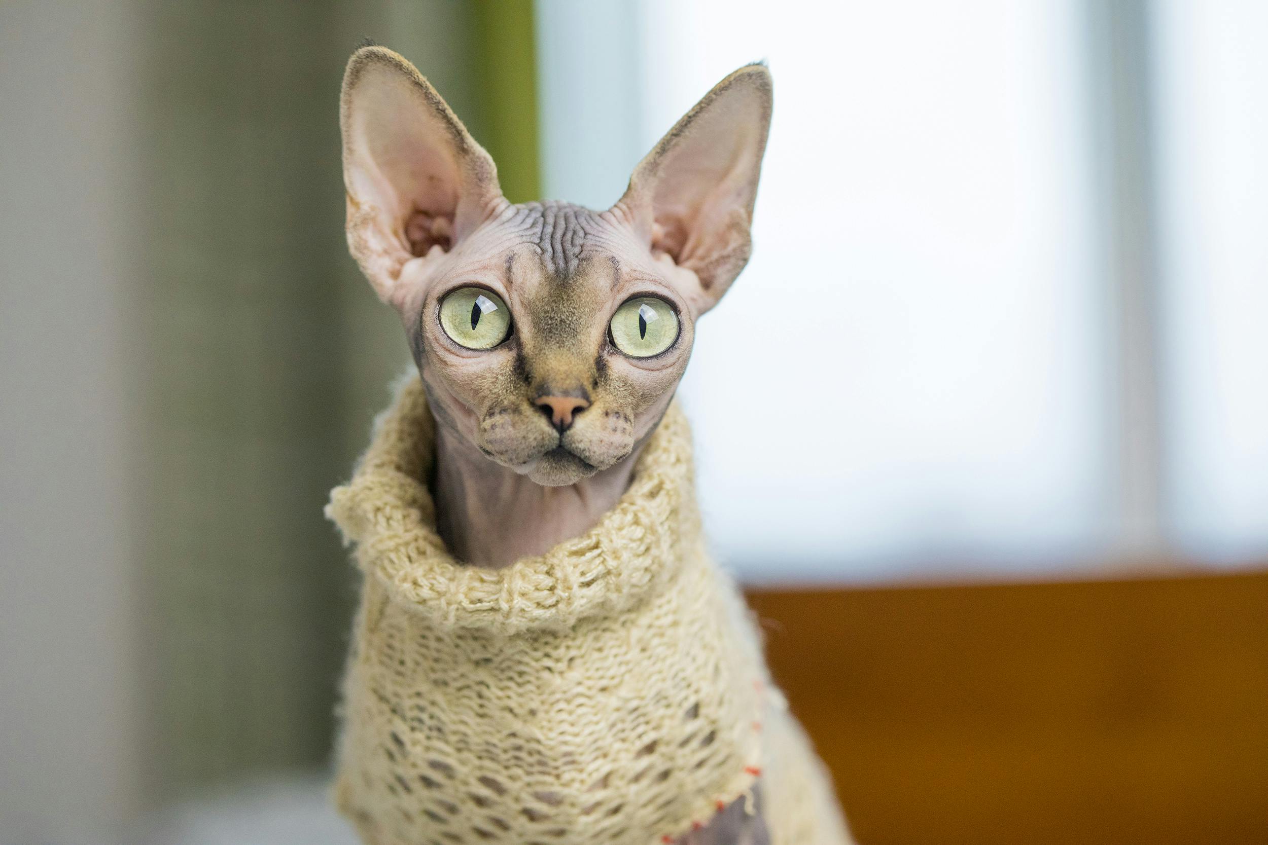Hairless cat wearing a sweater.