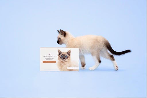 Cat and a box of Wisdom Panel™ Complete for Cats DNA test