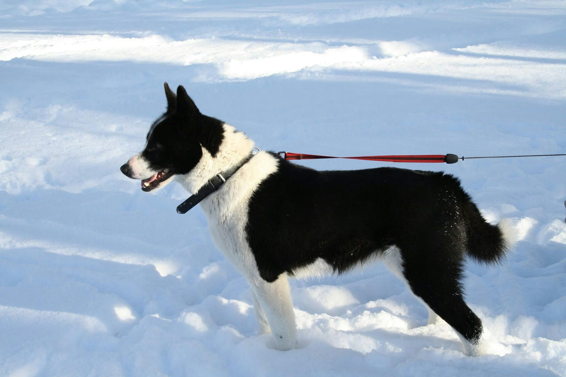 Finnish dog breed