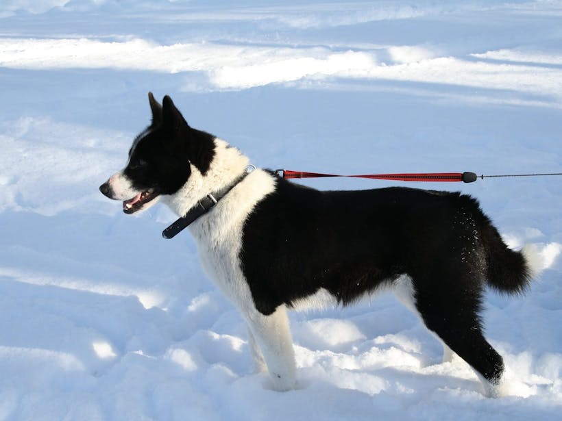 Karelian Bear Dog standing in the snow