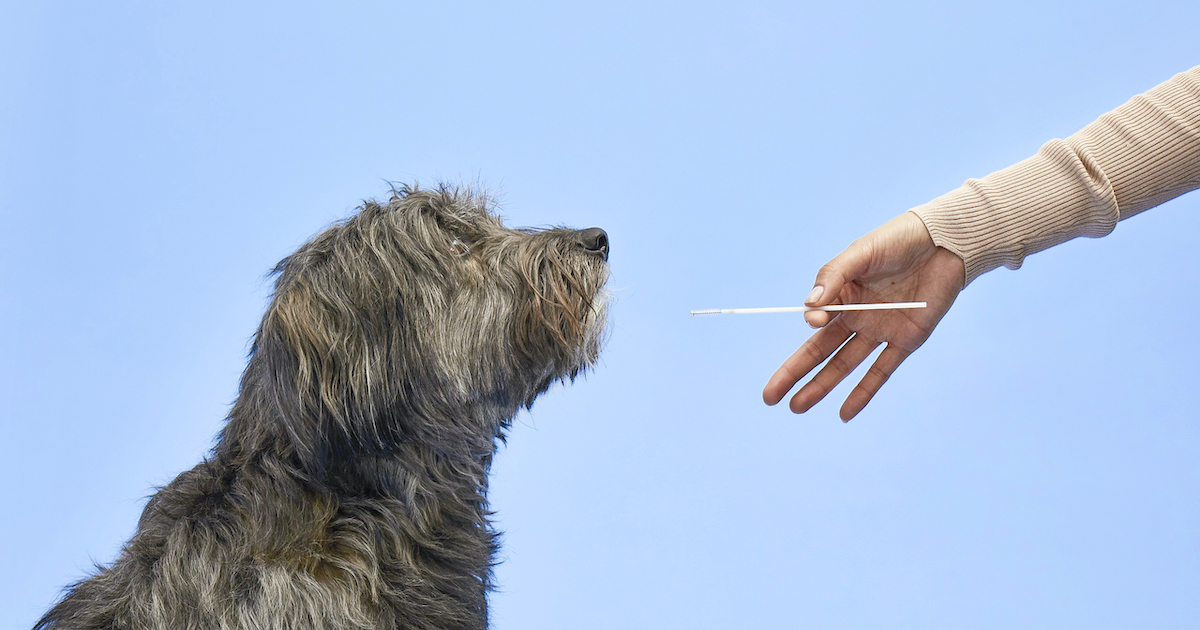 How to DNA test your dog | The Wisdom Panel™ process