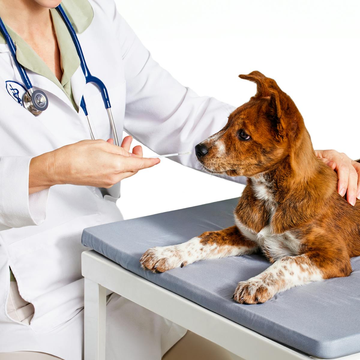 Dog getting swabbed for DNA by a veterinarian