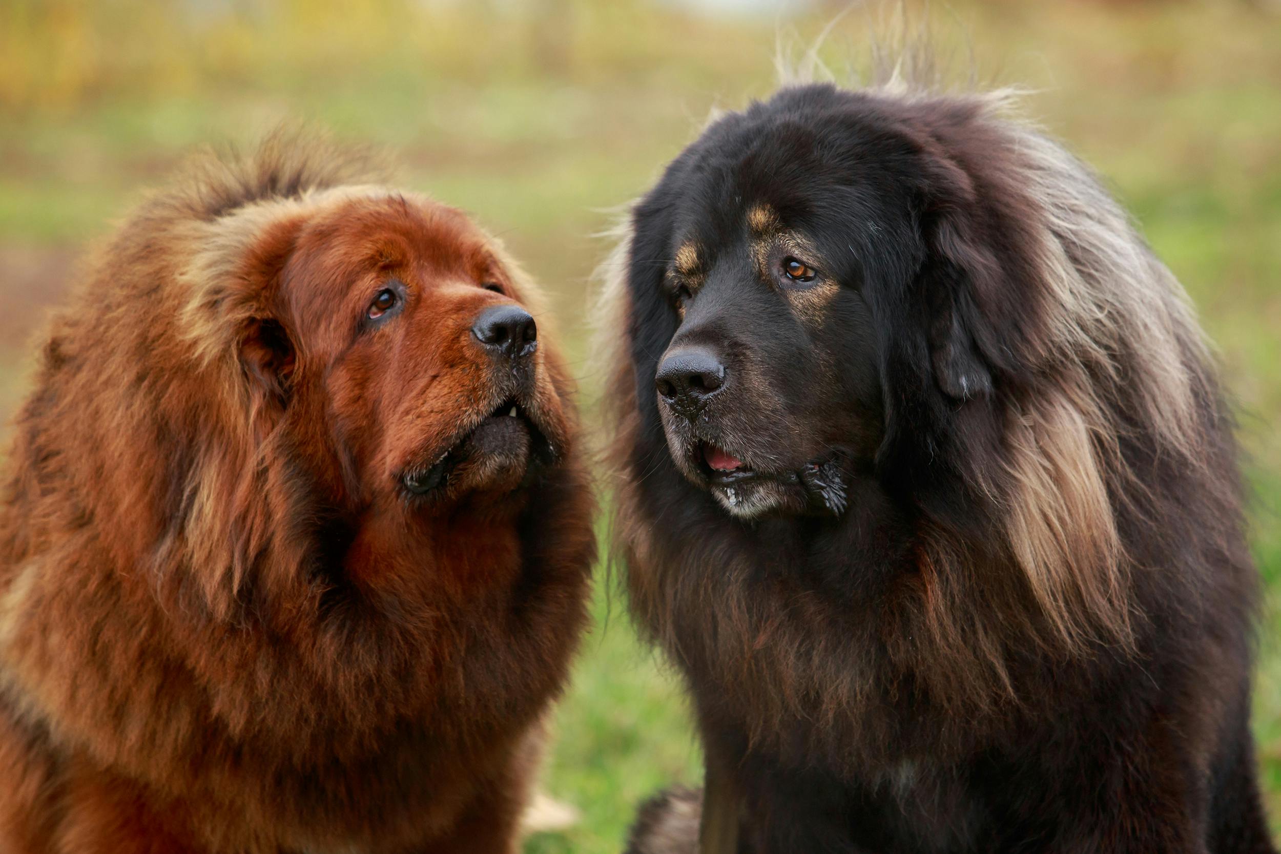 Two Tibetan Mastiffs standing in a field.