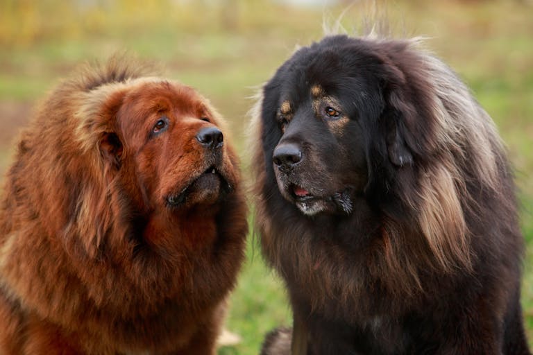 Understanding the difference between a breed and a landrace