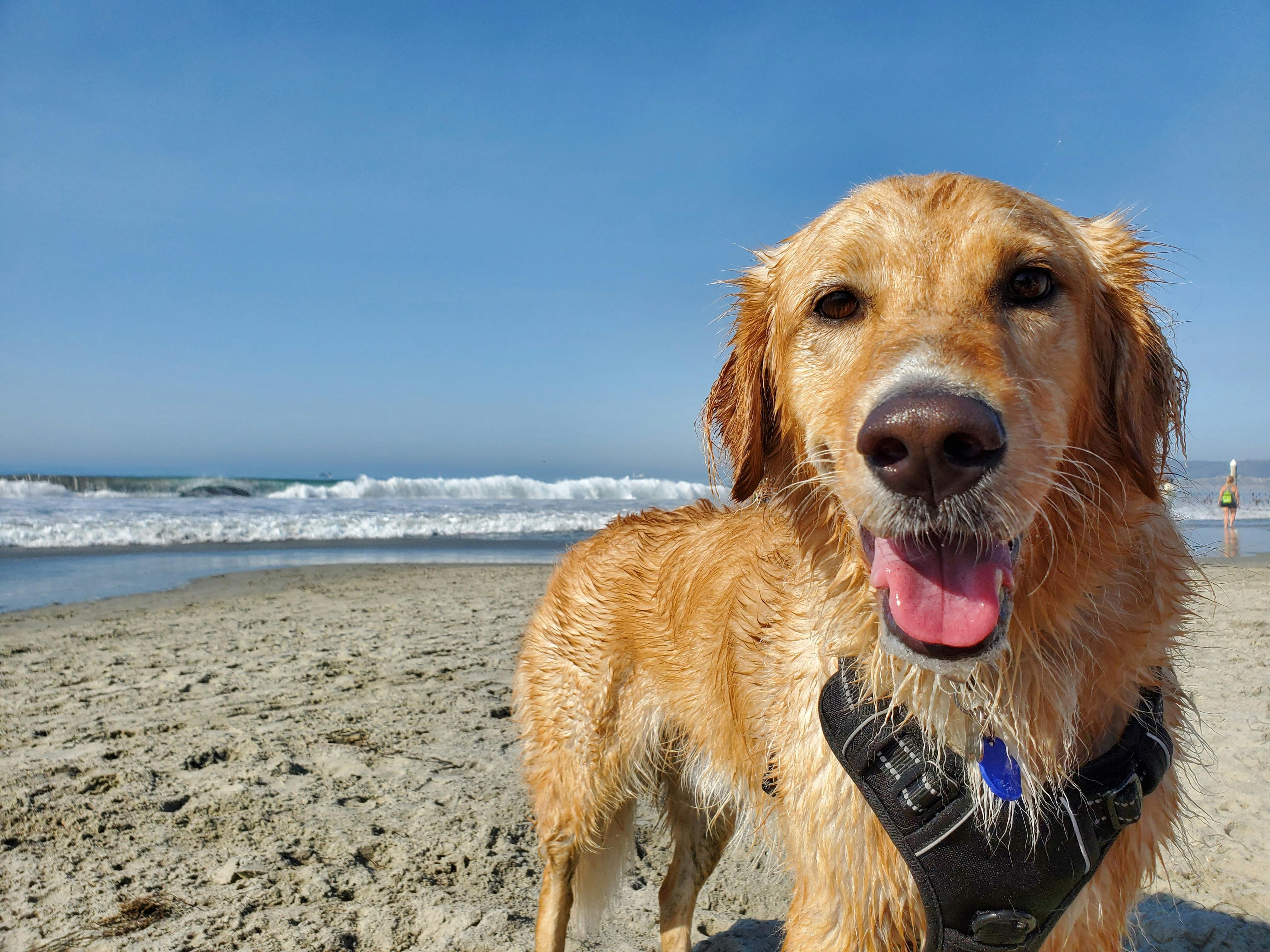 Golden Retriever with wet fur at the beach